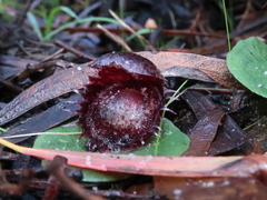 Corybas fimbriatus
