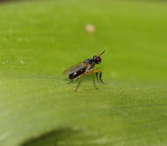 Anaphalantus longicornis
