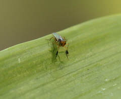 Anaphalantus longicornis
