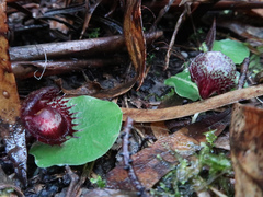 Corybas fimbriatus