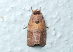 Athetis thoracica