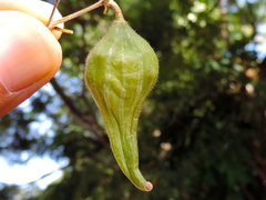 Schizocarpum palmeri