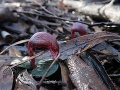 Corybas aconitiflorus