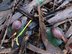 Corybas aconitiflorus