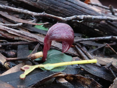Corybas aconitiflorus