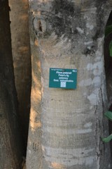 Ficus petersii