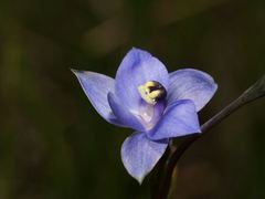 Thelymitra lucida