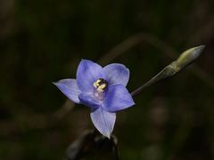 Thelymitra lucida