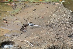 Motacilla clara