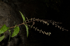 Buddleja racemosa