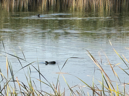 American Coot photographed in Colorado