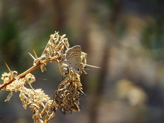 Lepidochrysops patricia