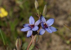 Thelymitra azurea