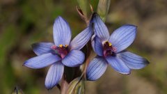 Thelymitra azurea