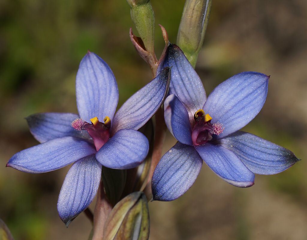 azure sun orchid