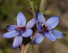 Thelymitra azurea