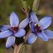 Azure Sun Orchid - Photo (c) Reiner Richter, some rights reserved (CC BY-NC-SA), uploaded by Reiner Richter