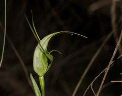 Pterostylis falcata