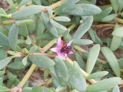 Scolia erythrocephala