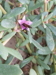 Scolia erythrocephala