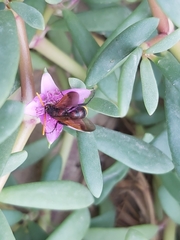 Scolia erythrocephala