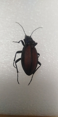 Carabus schoenherri