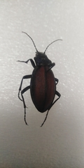 Carabus schoenherri