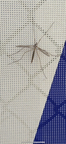 Unknown species found near University of Washington, Seattle, WA, US
