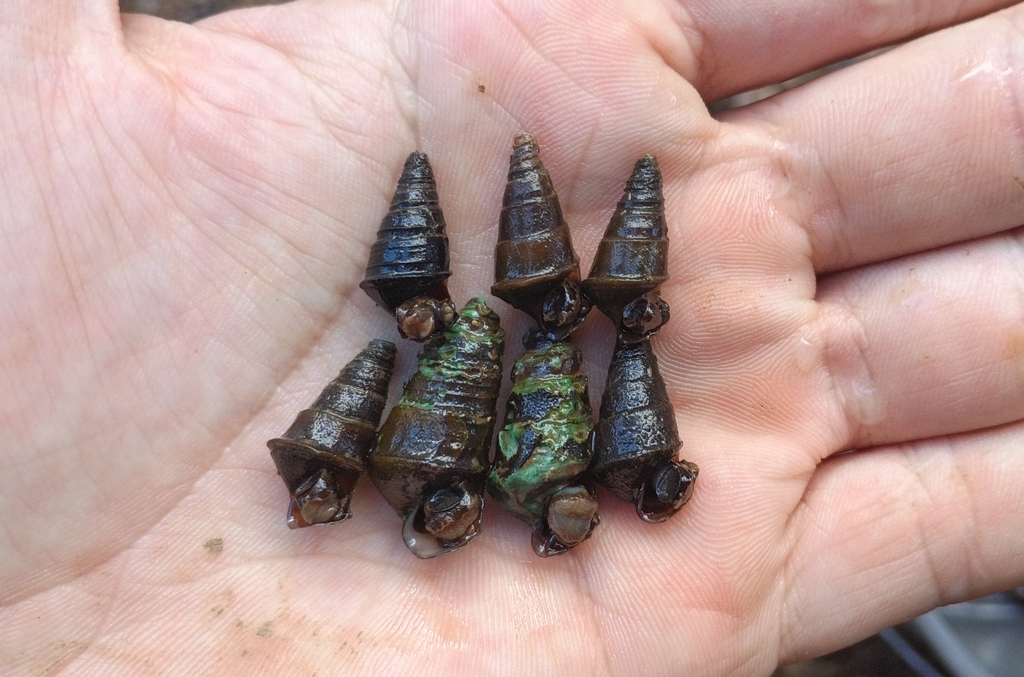 Skirted Hornsnail