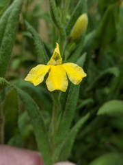 Goodenia amplexans