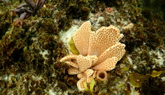 Botrylloides perspicuus