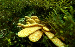 Botrylloides perspicuus