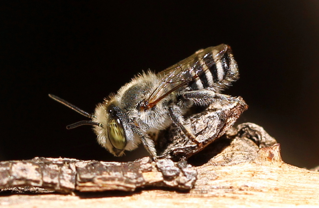 Leafcutter, Mortar, And Resin Bees (megachile) - Colorado Native Bee