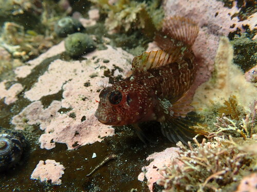 Mussel blenny (Hypsoblennius jenkinsi) — Blenniidae — 4