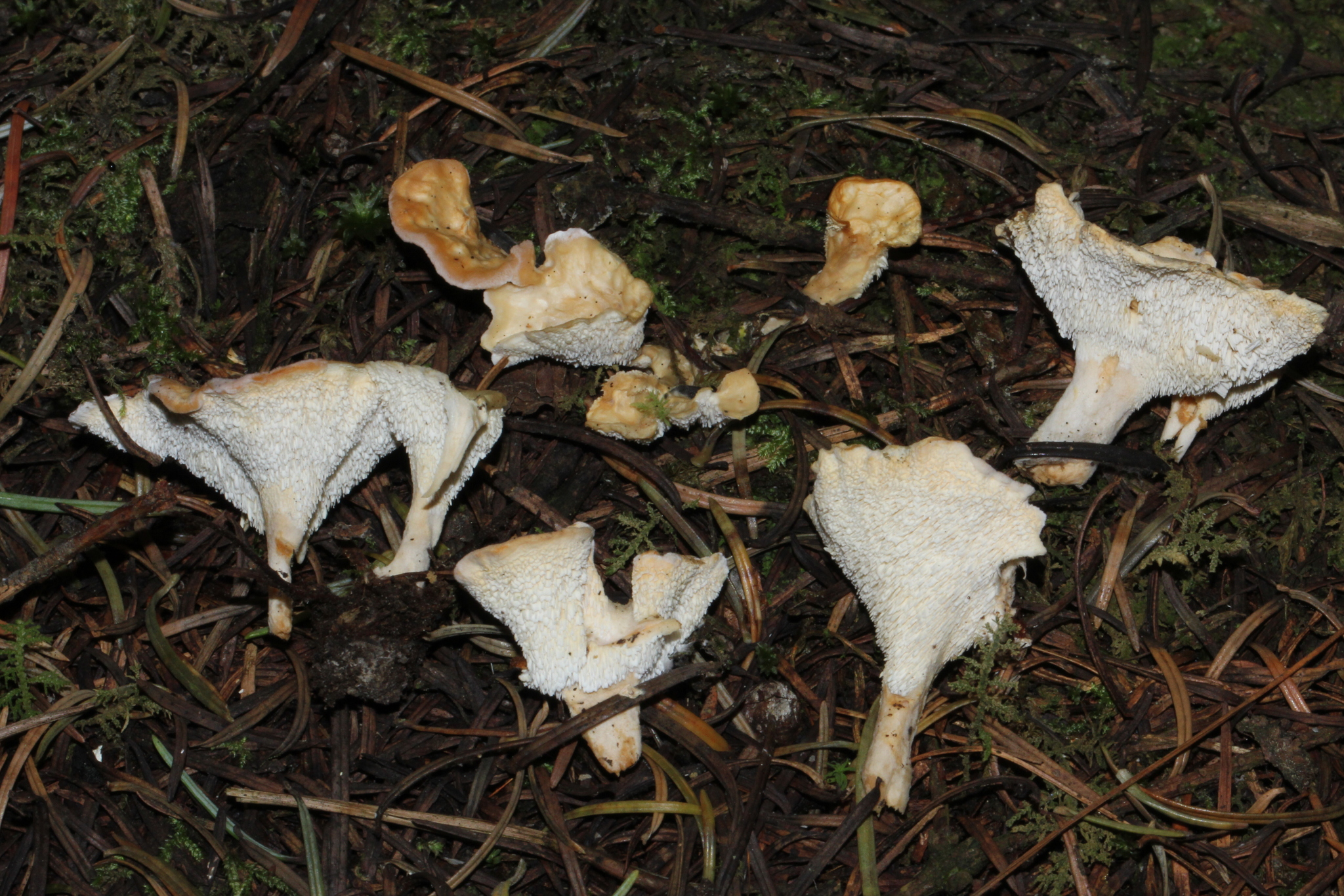 Sistotrema confluens image