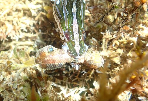 Reef finspot (Paraclinus integripinnis) — Labrisomidae — 3