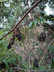 Mucuna sloanei