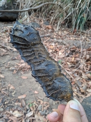 Mucuna sloanei