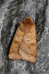Diarsia mendica