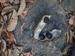 Mucuna sloanei