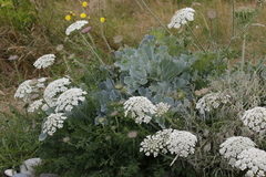 Daucus carota gummifer