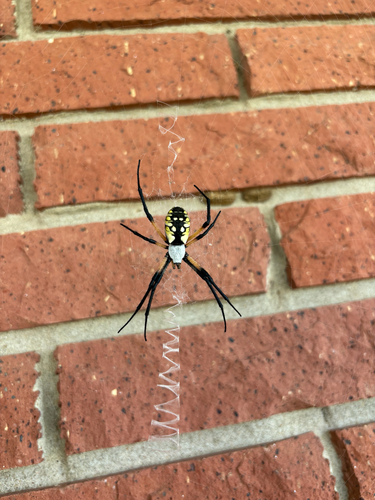 Yellow Garden Spider