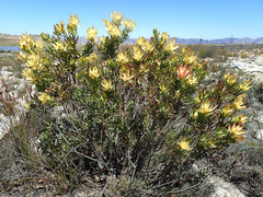 Leucadendron barkerae