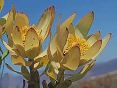 Leucadendron barkerae