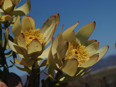 Leucadendron barkerae