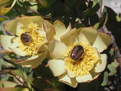 Leucadendron barkerae