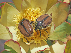 Trichostetha capensis hottentotta