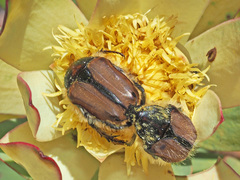 Trichostetha capensis hottentotta