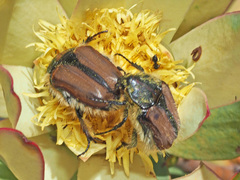 Trichostetha capensis hottentotta