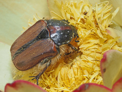 Trichostetha capensis hottentotta